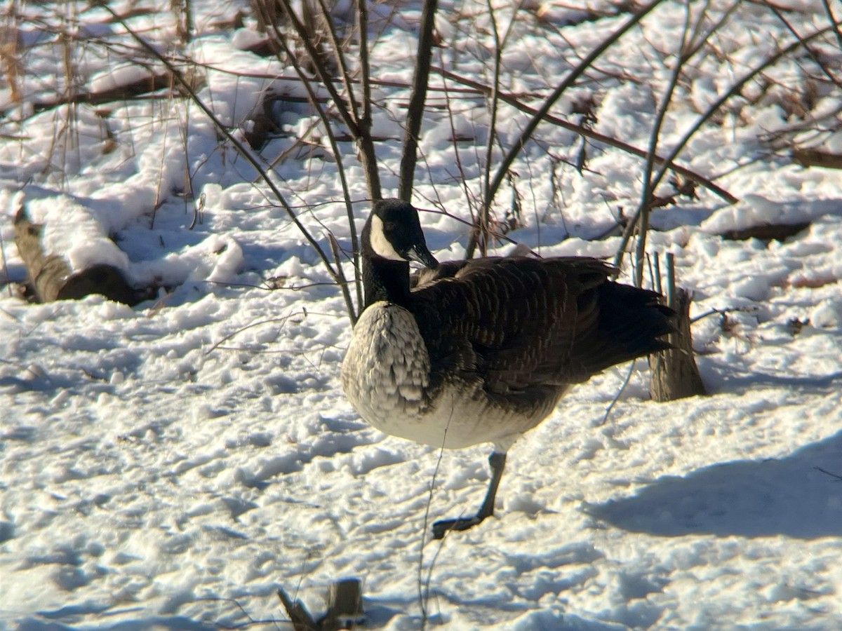 Barnacla Canadiense Grande - ML647024133