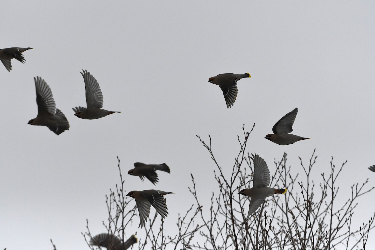 黃連雀 - ML647024134