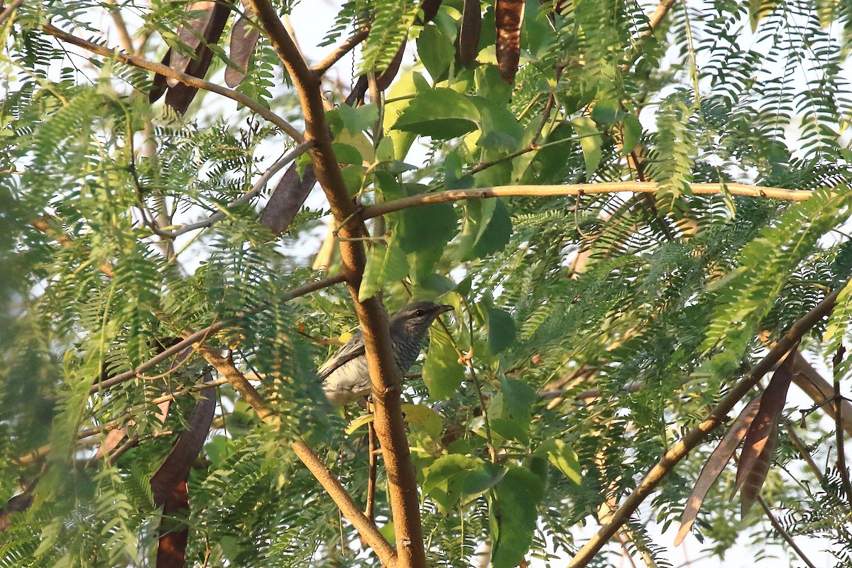 Échenilleur à tête noire - ML647024146