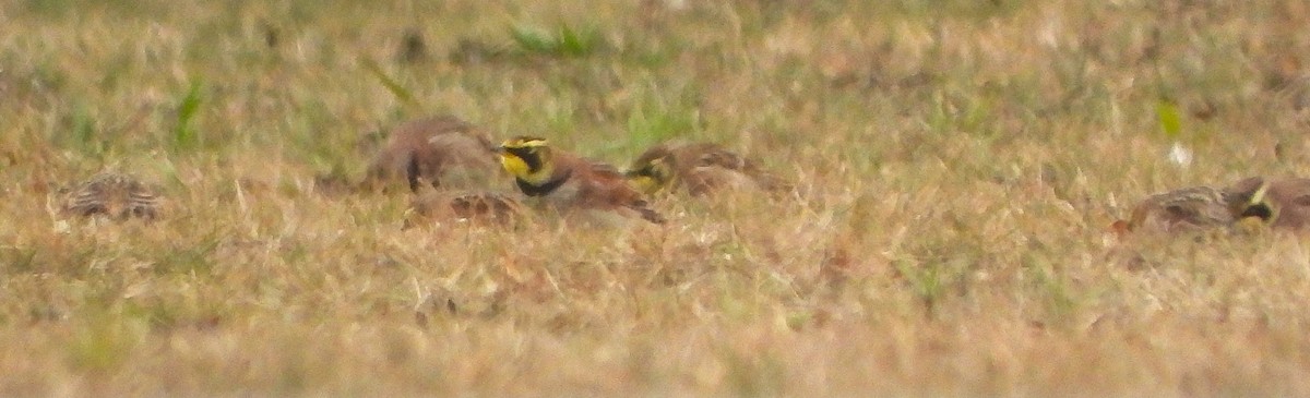 Horned Lark - ML647024153