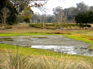 Butler Plaza Retention Ponds, Alachua, Florida, United States - eBird ...
