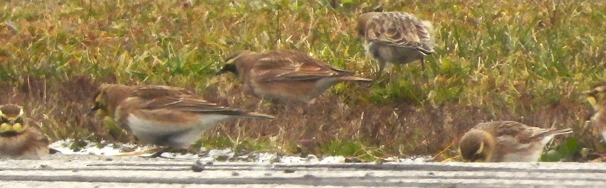 Horned Lark - ML647024157