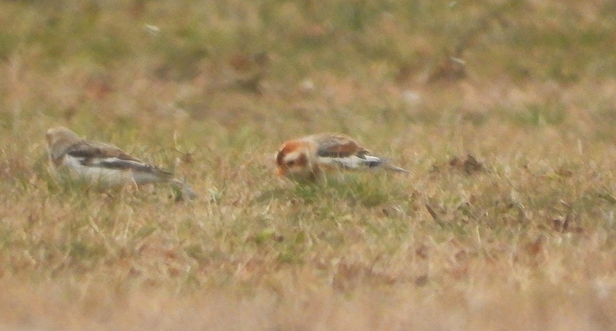 Snow Bunting - ML647024159