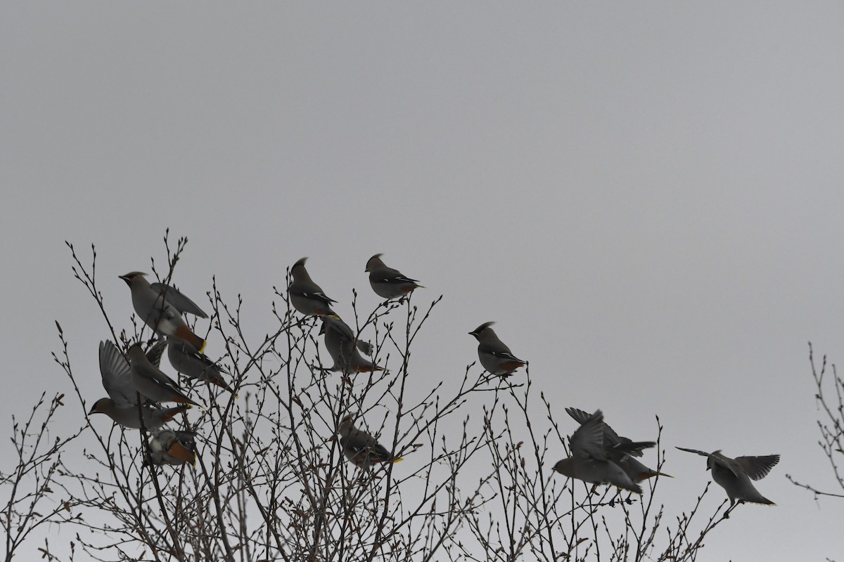 黃連雀 - ML647024163