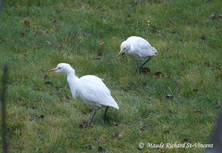Western Cattle-Egret - ML647024165