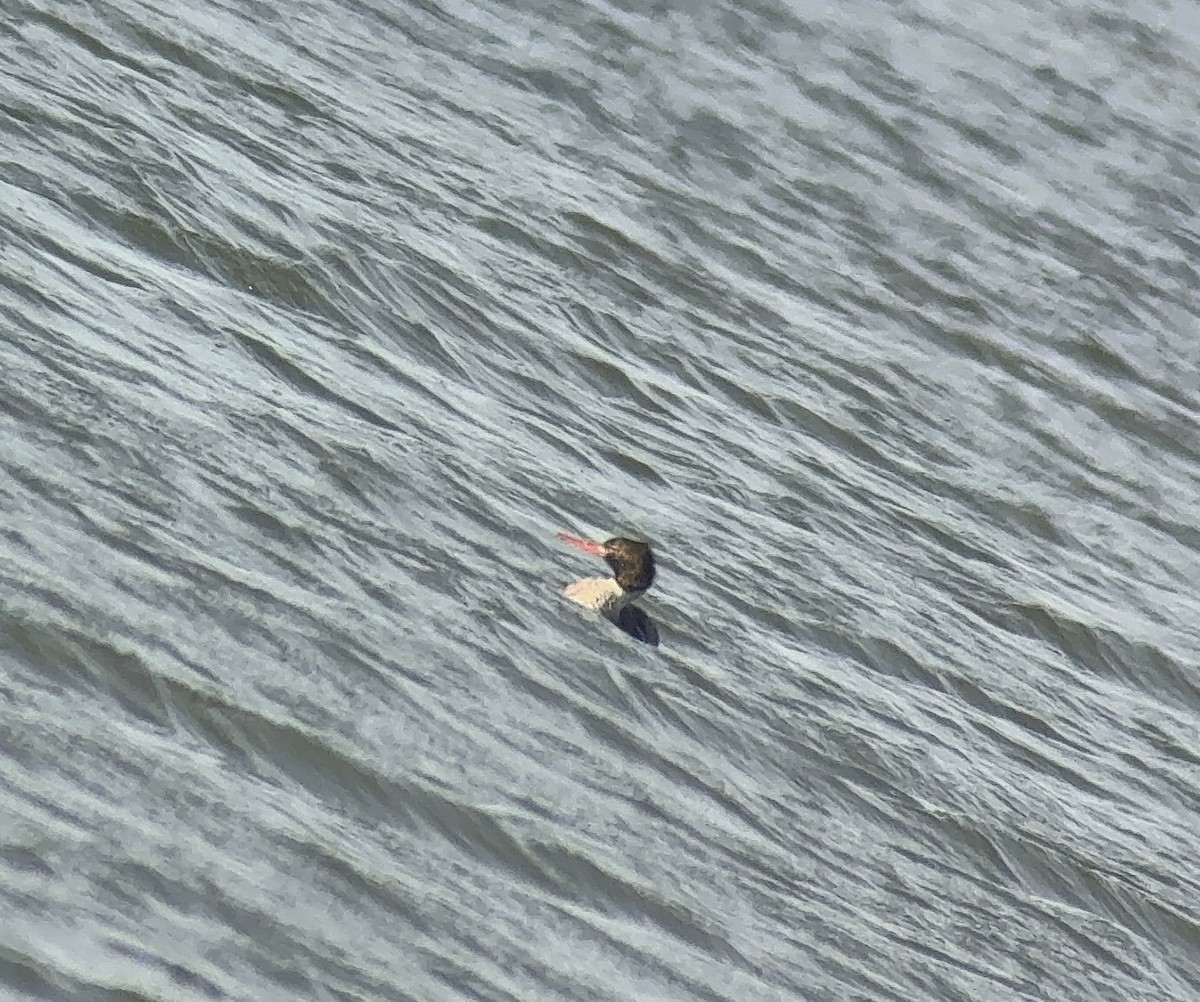 Red-breasted Merganser - ML647024167