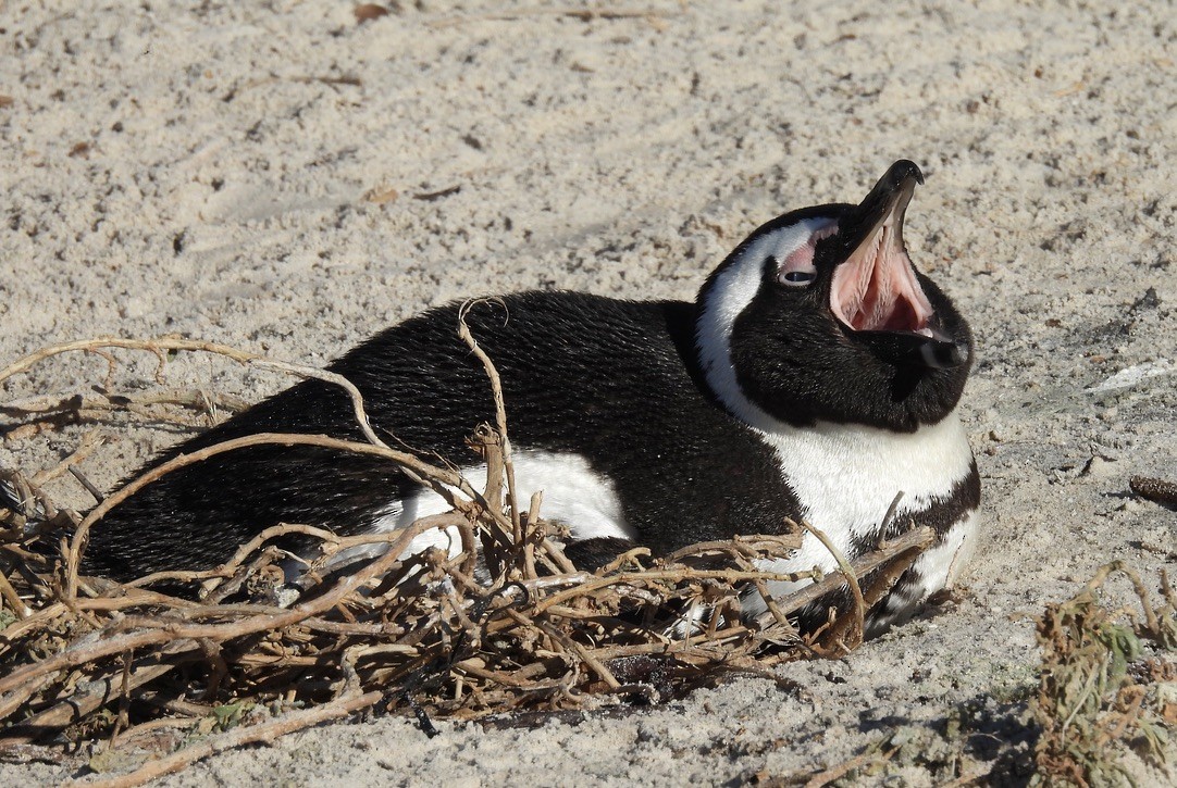 Пінгвін африканський - ML647024171