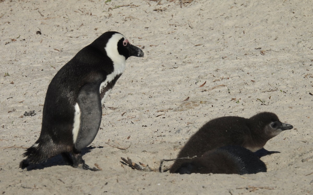 Пінгвін африканський - ML647024188