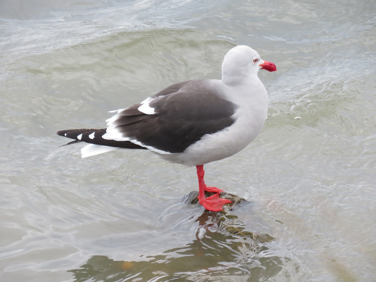 Dolphin Gull - ML647024190