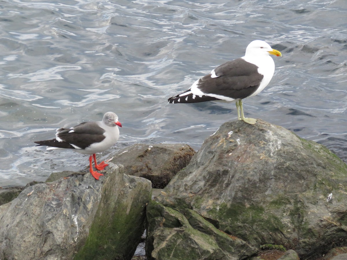 Dolphin Gull - ML647024191