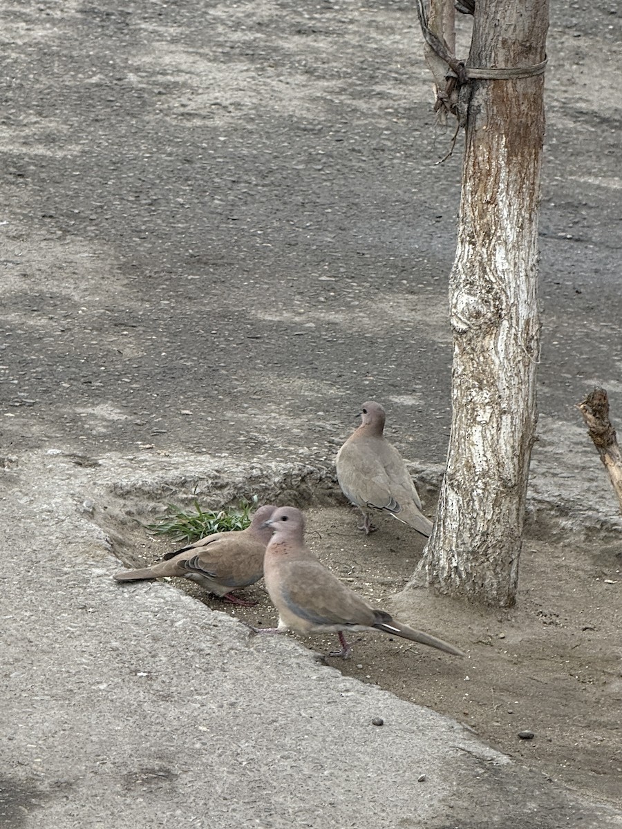 ワライバト - ML647024205