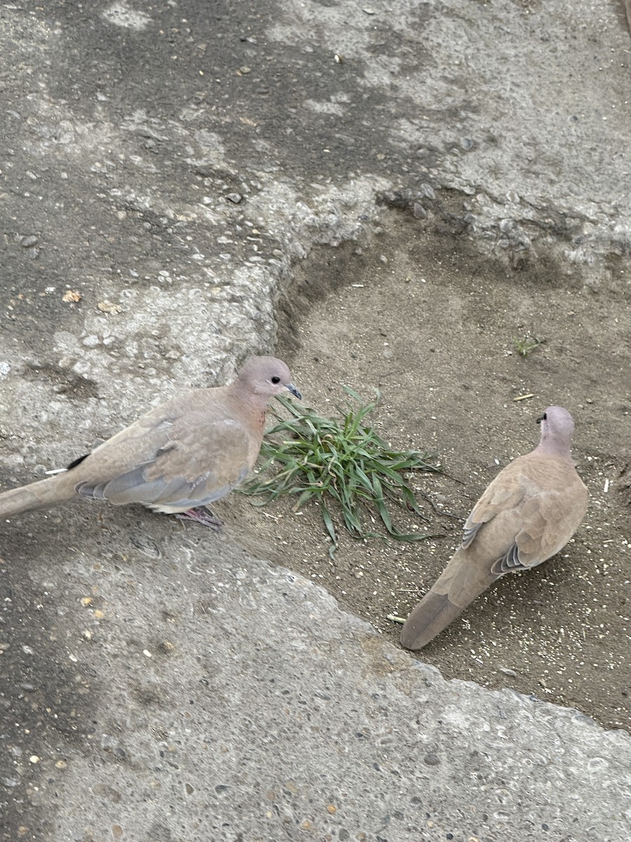 ワライバト - ML647024206