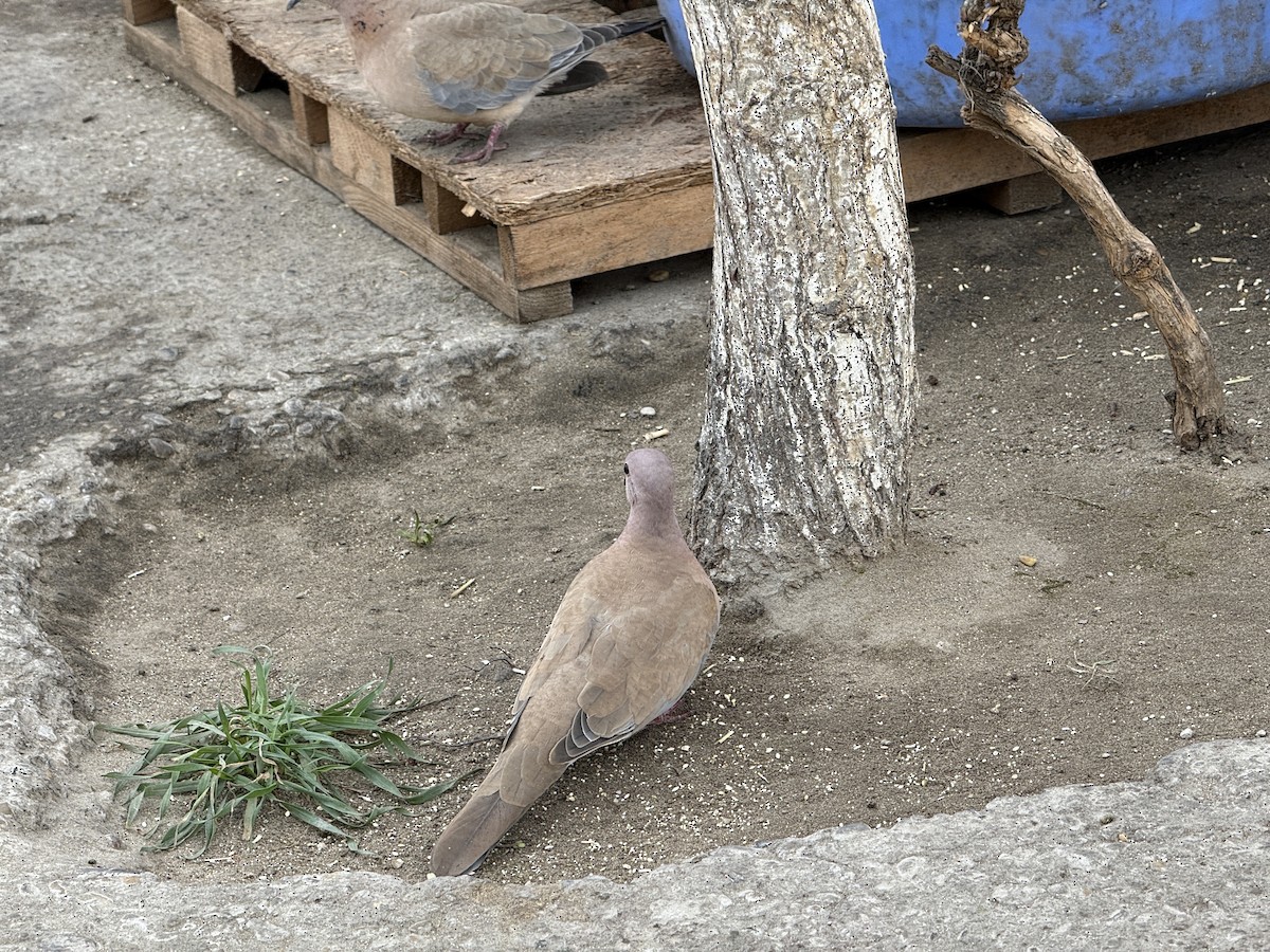 ワライバト - ML647024207