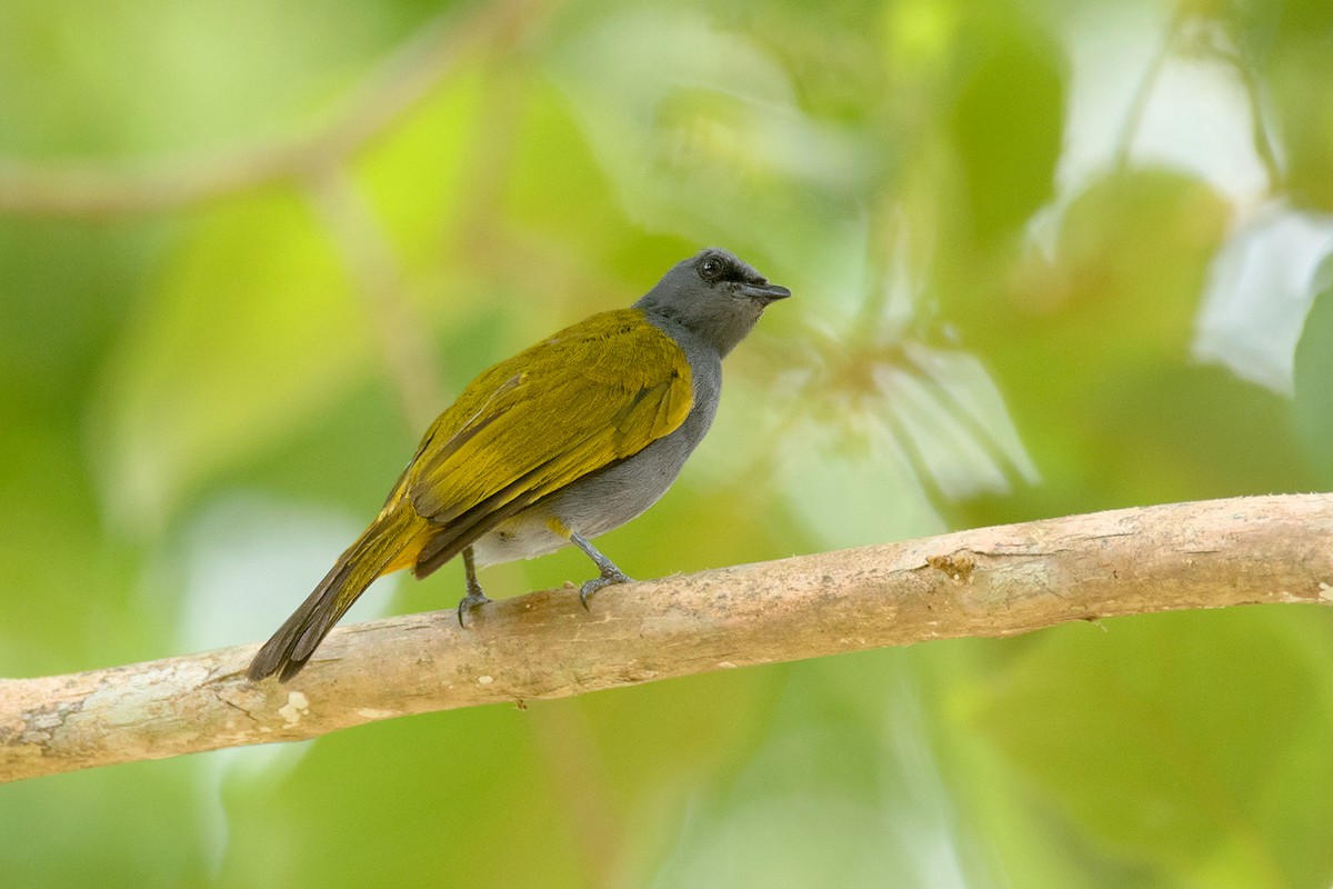 Gray-bellied Bulbul - ML64702421