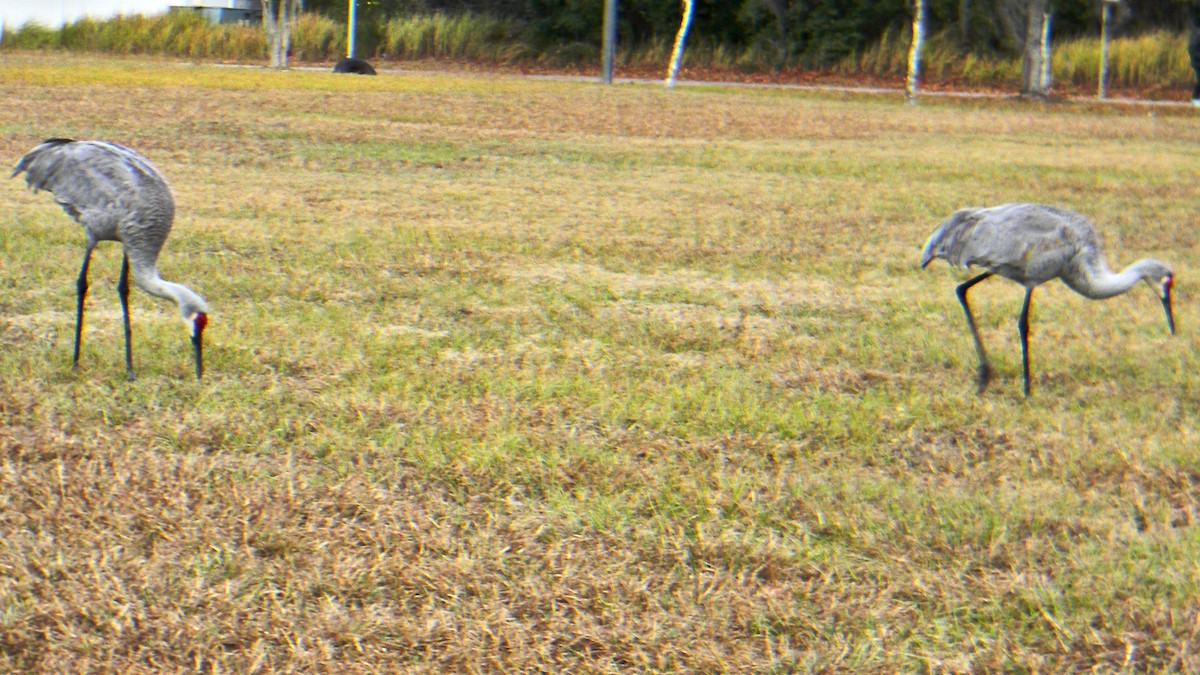 Sandhill Crane - ML647024222