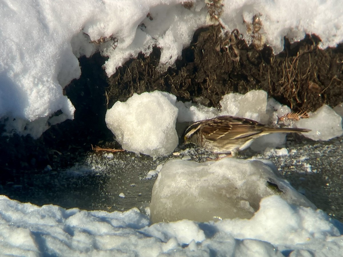 White-throated Sparrow - ML647024229