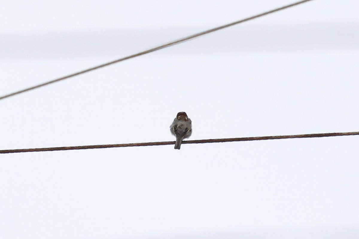 vrabec domácí - ML647024237