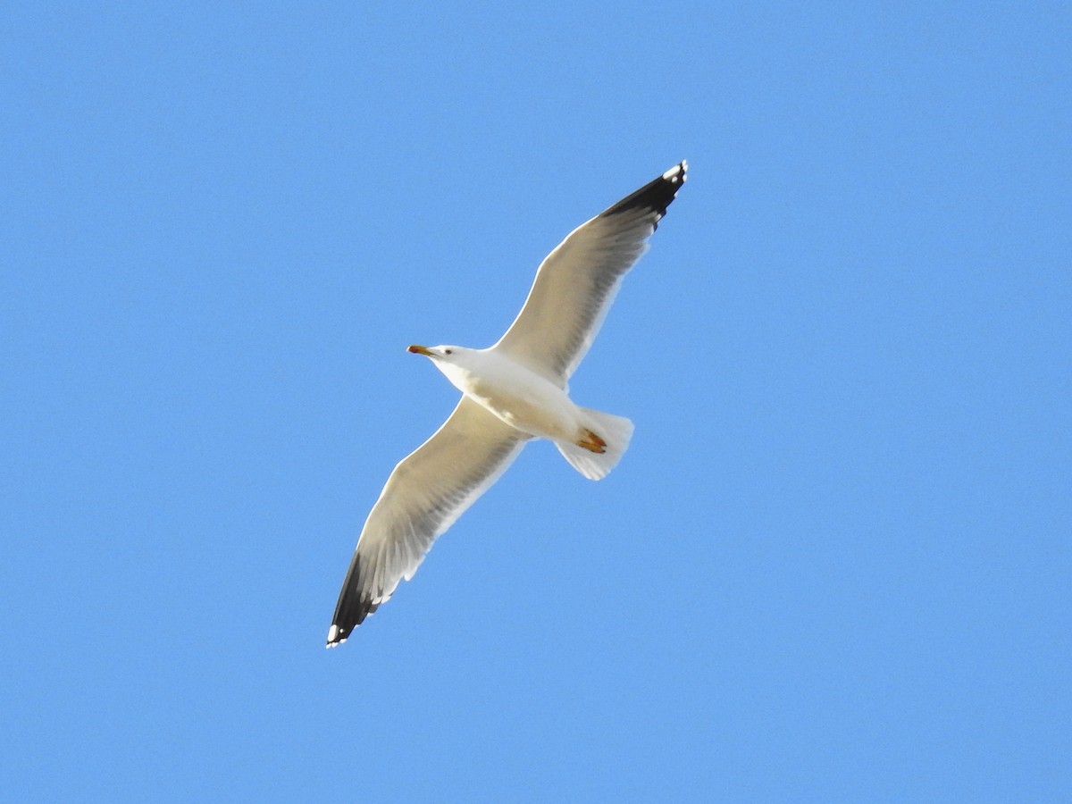 Yellow-legged Gull - ML647024239