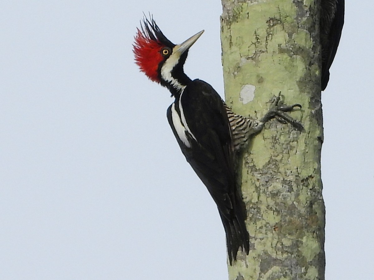 Crimson-crested Woodpecker - ML647024240