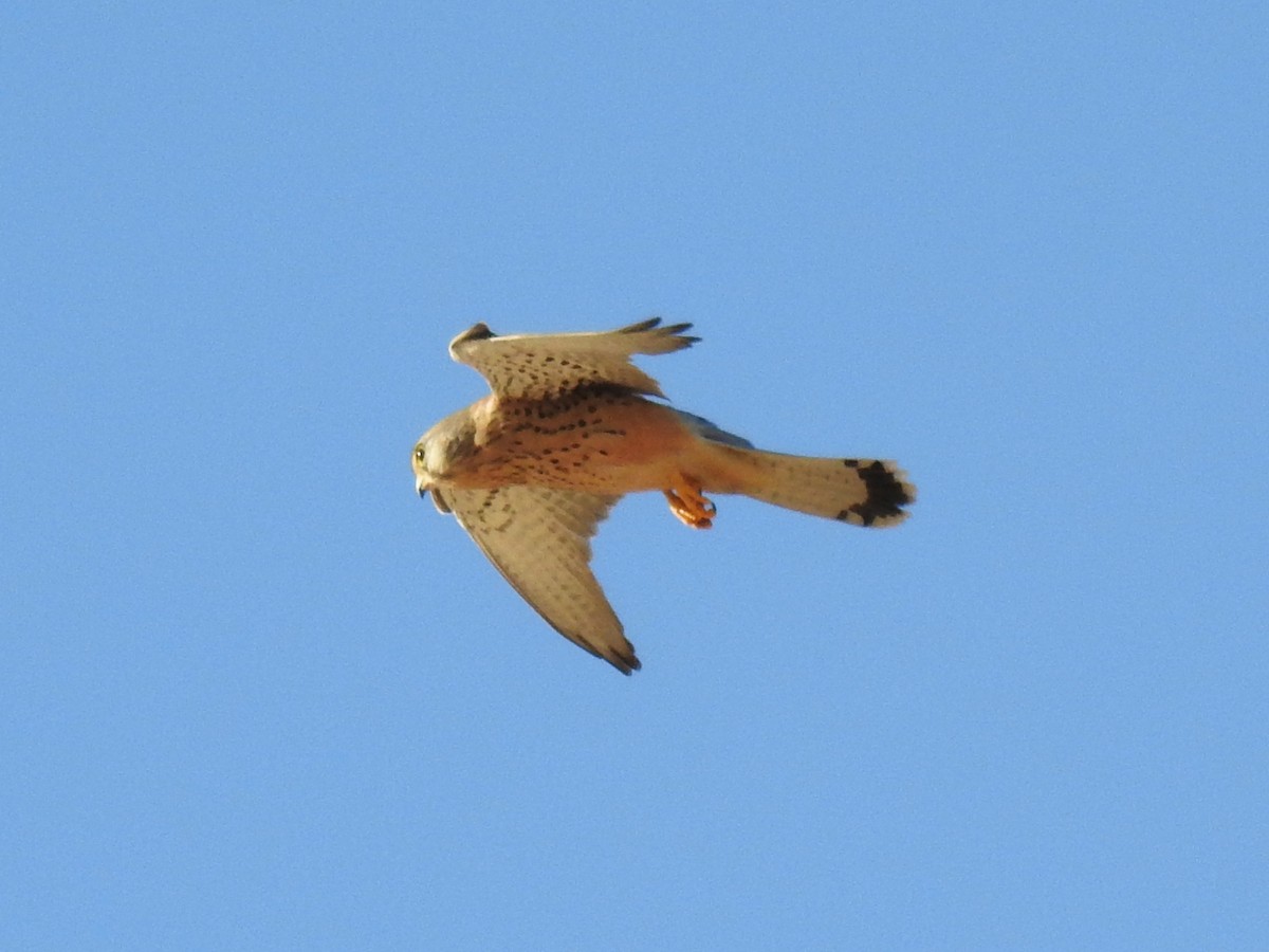 Eurasian Kestrel - ML647024241