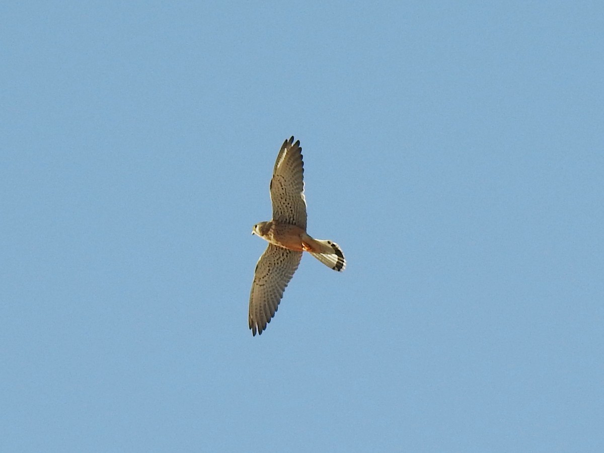 Eurasian Kestrel - ML647024242