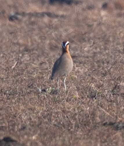 Indian Courser - ML647024244