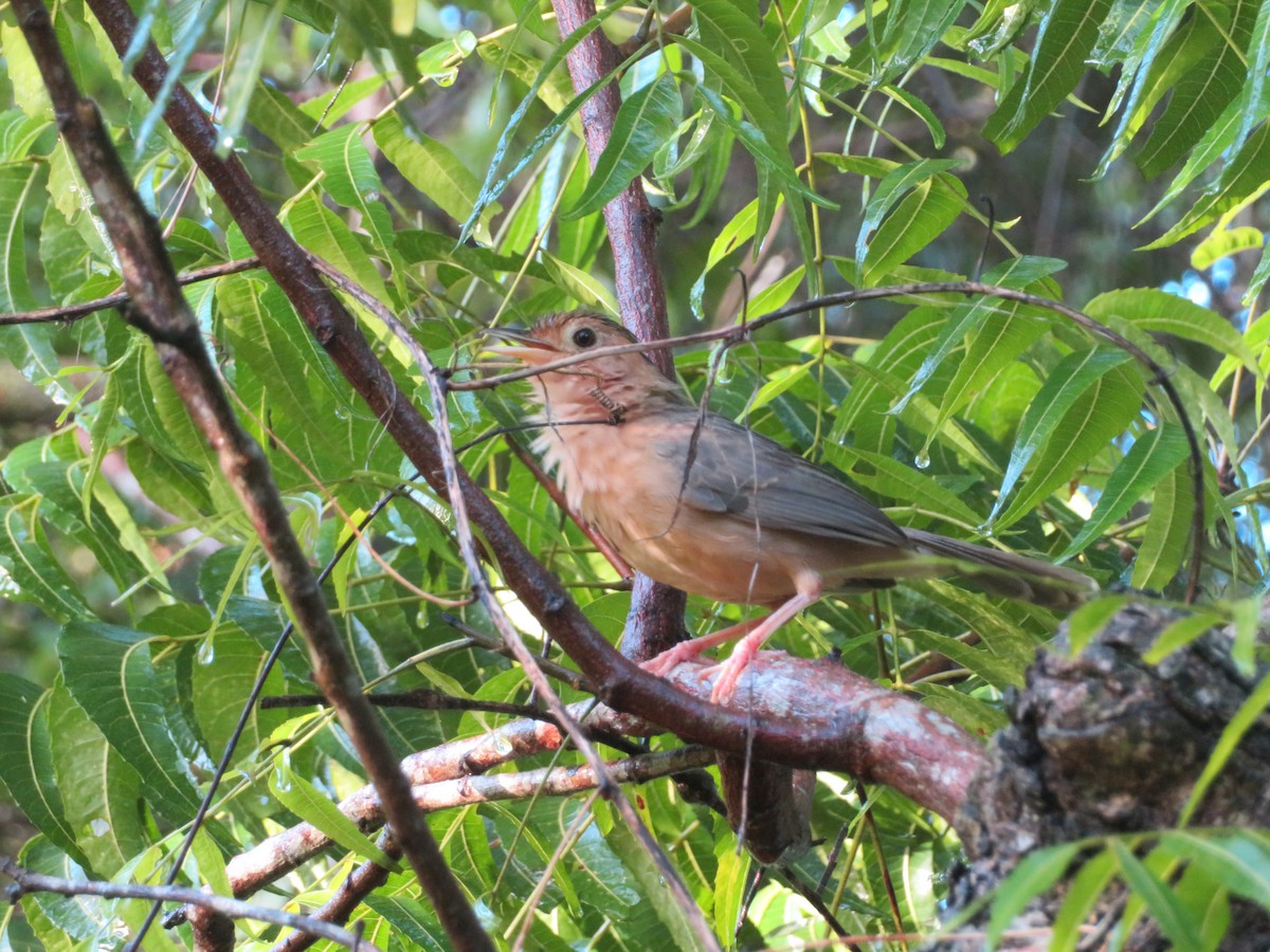 Brown-capped Babbler - ML647024249