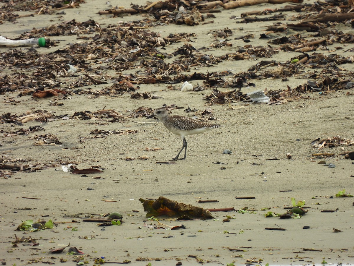 Black-bellied Plover - ML647024250