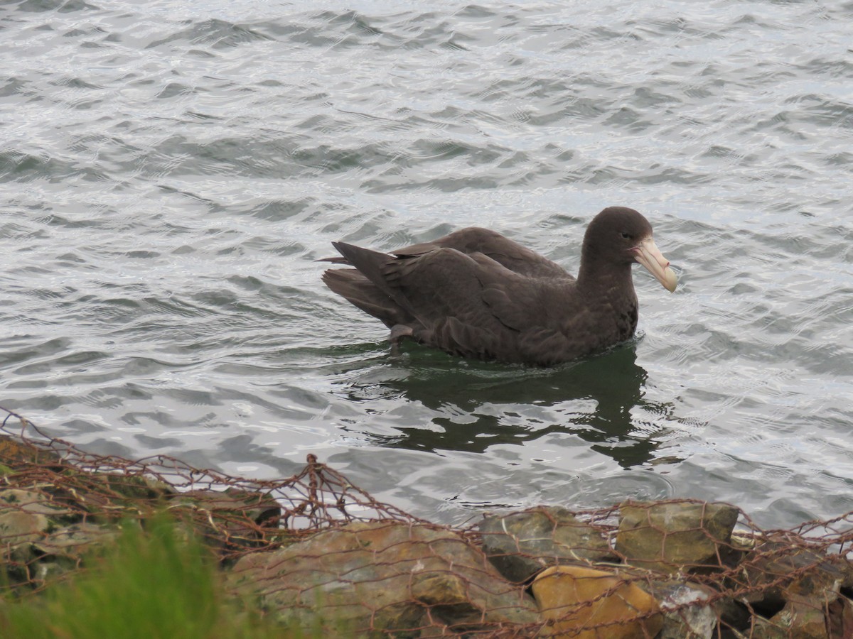 Southern Giant-Petrel - ML647024252