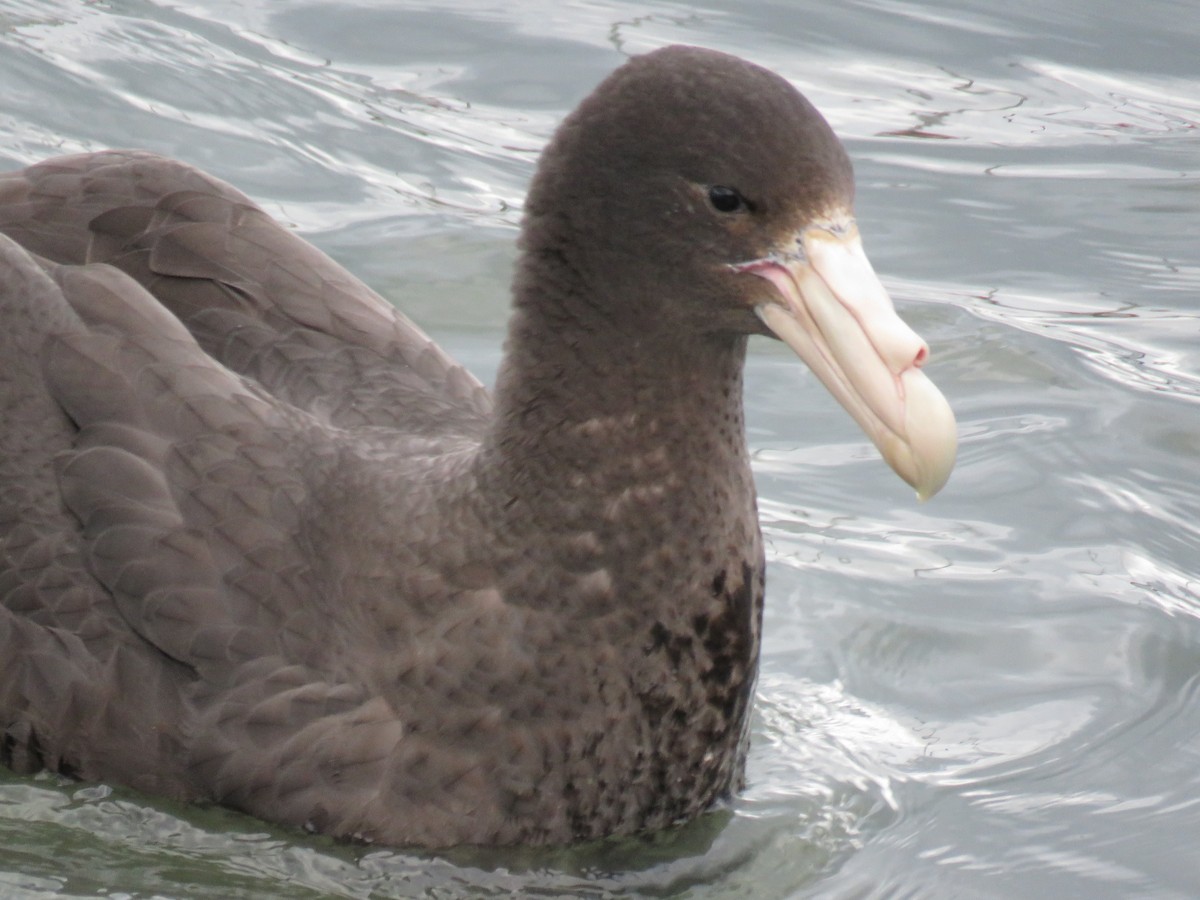 Southern Giant-Petrel - ML647024253