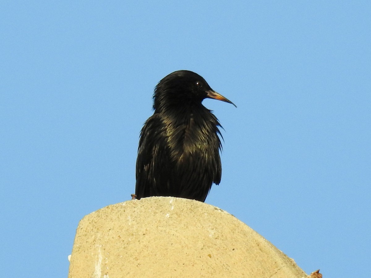 Spotless Starling - ML647024266