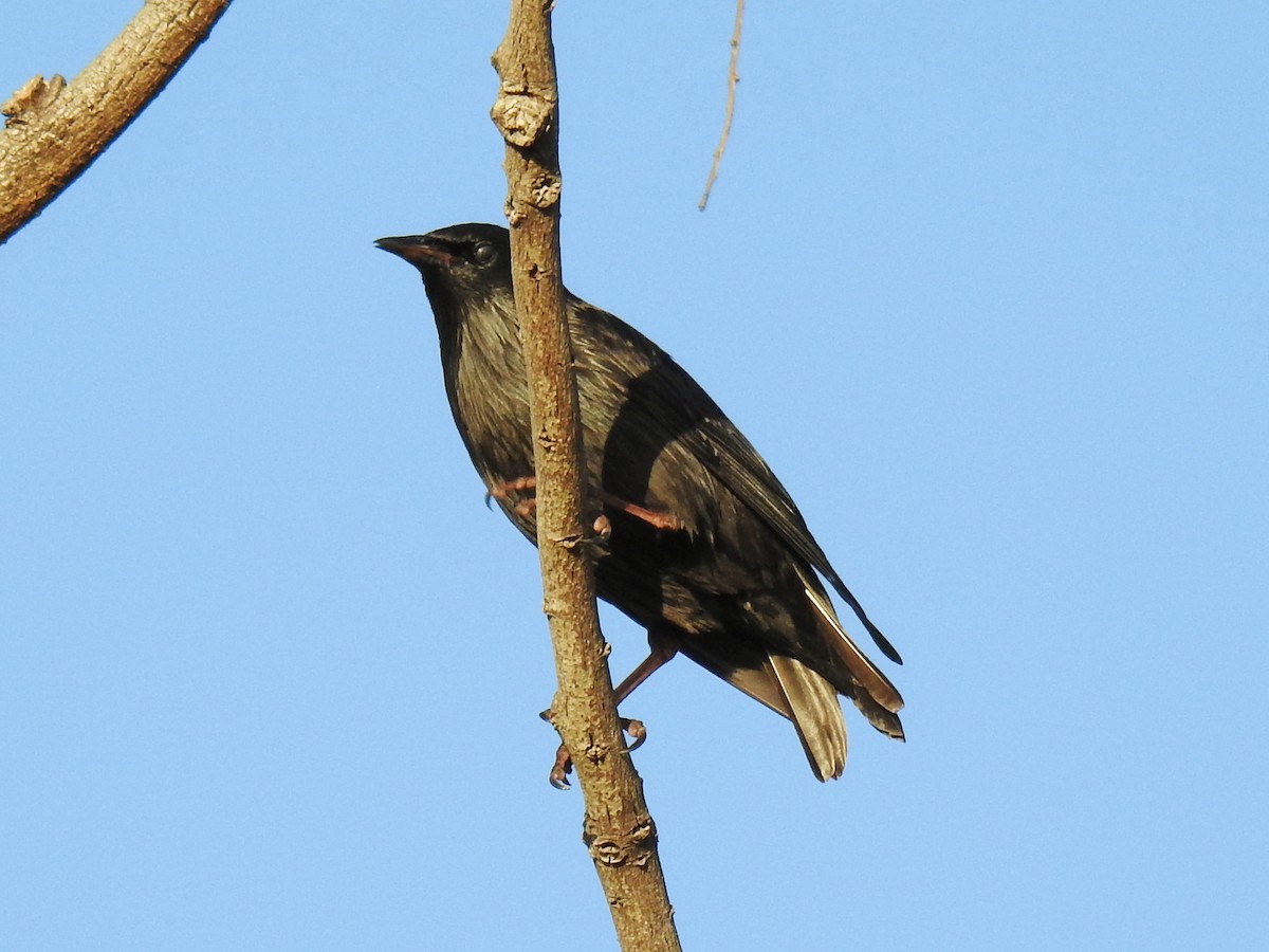 Spotless Starling - ML647024267