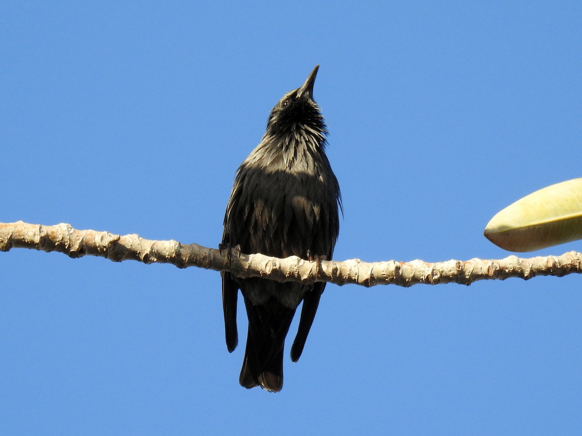 Spotless Starling - ML647024268