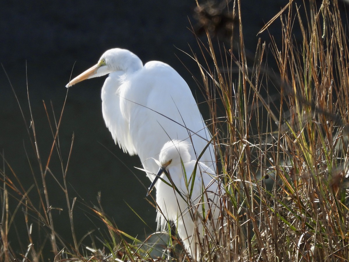 לבנית אמריקנית - ML647024269
