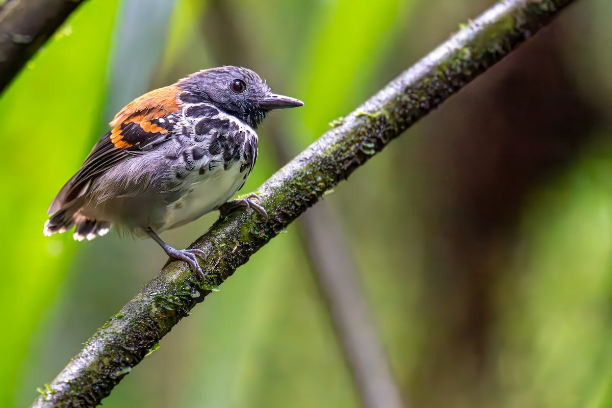 Spotted Antbird - ML647024280