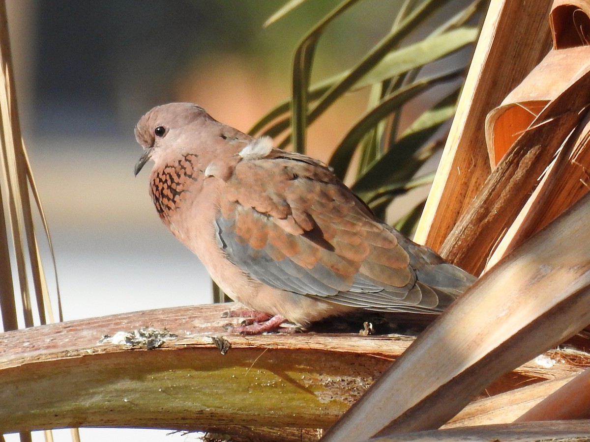 Laughing Dove - ML647024290