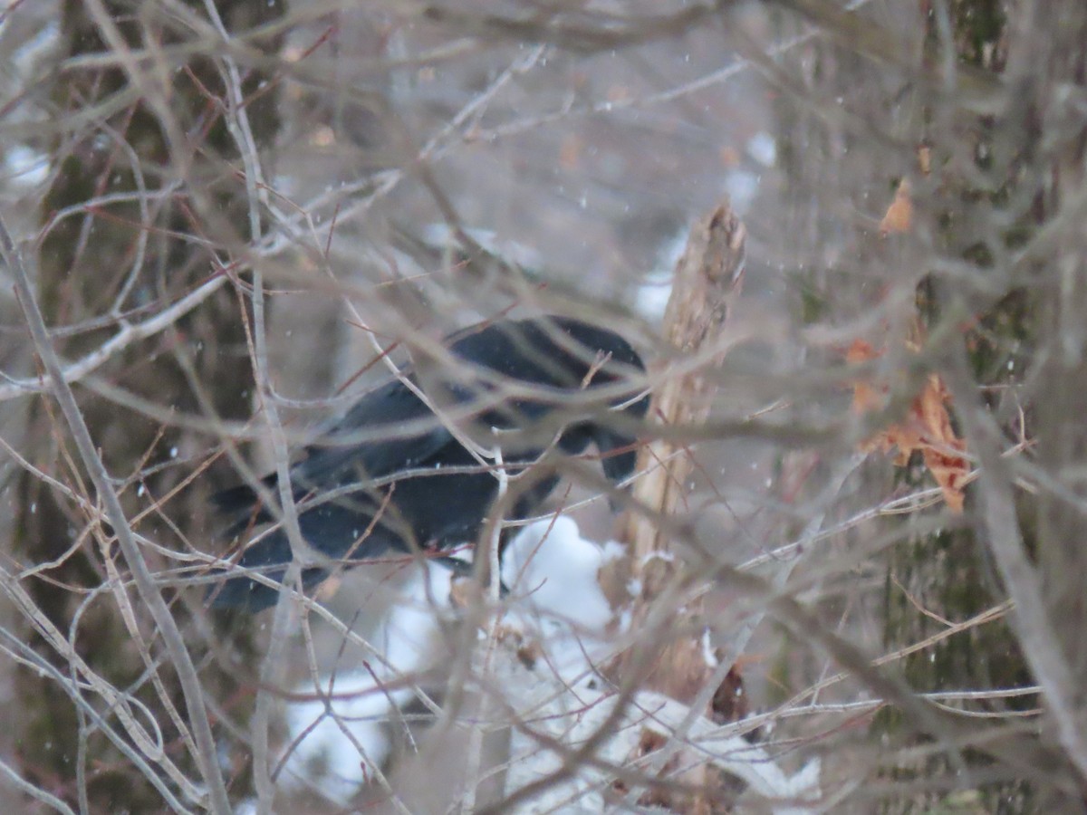 Corvo imperiale - ML647024291