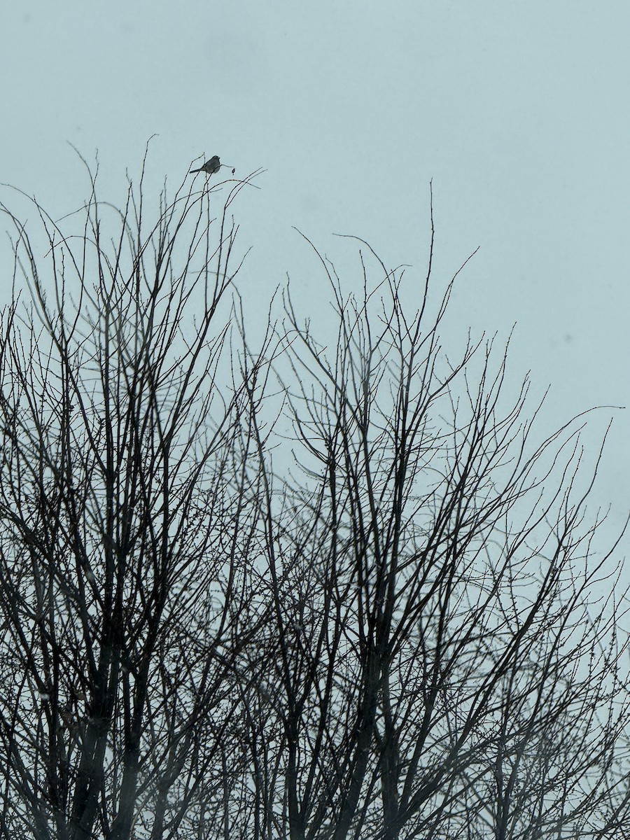 Northern Shrike - ML647024294