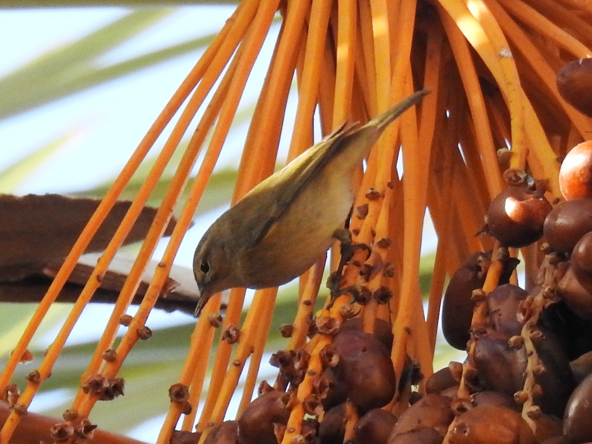 Common Chiffchaff - ML647024295