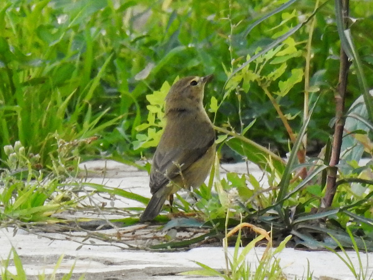 Common Chiffchaff - ML647024296