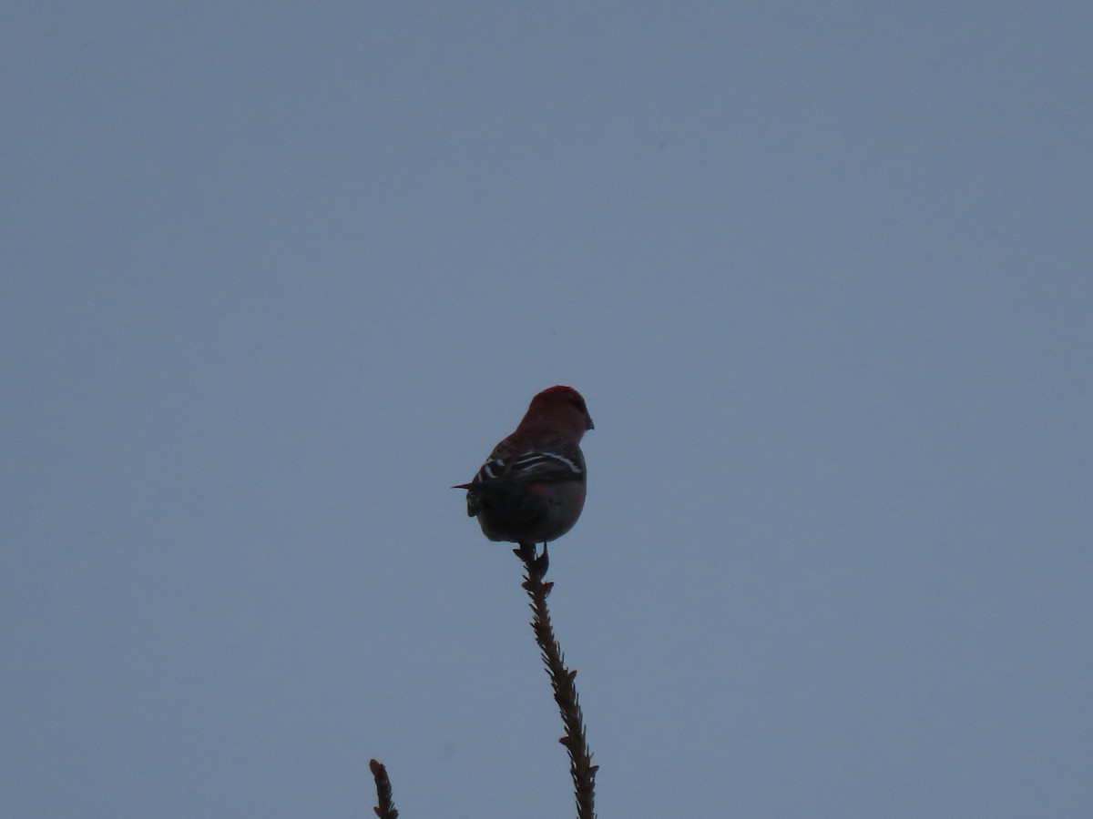 konglebit - ML647024297