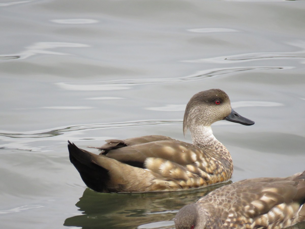 Crested Duck - ML647024300