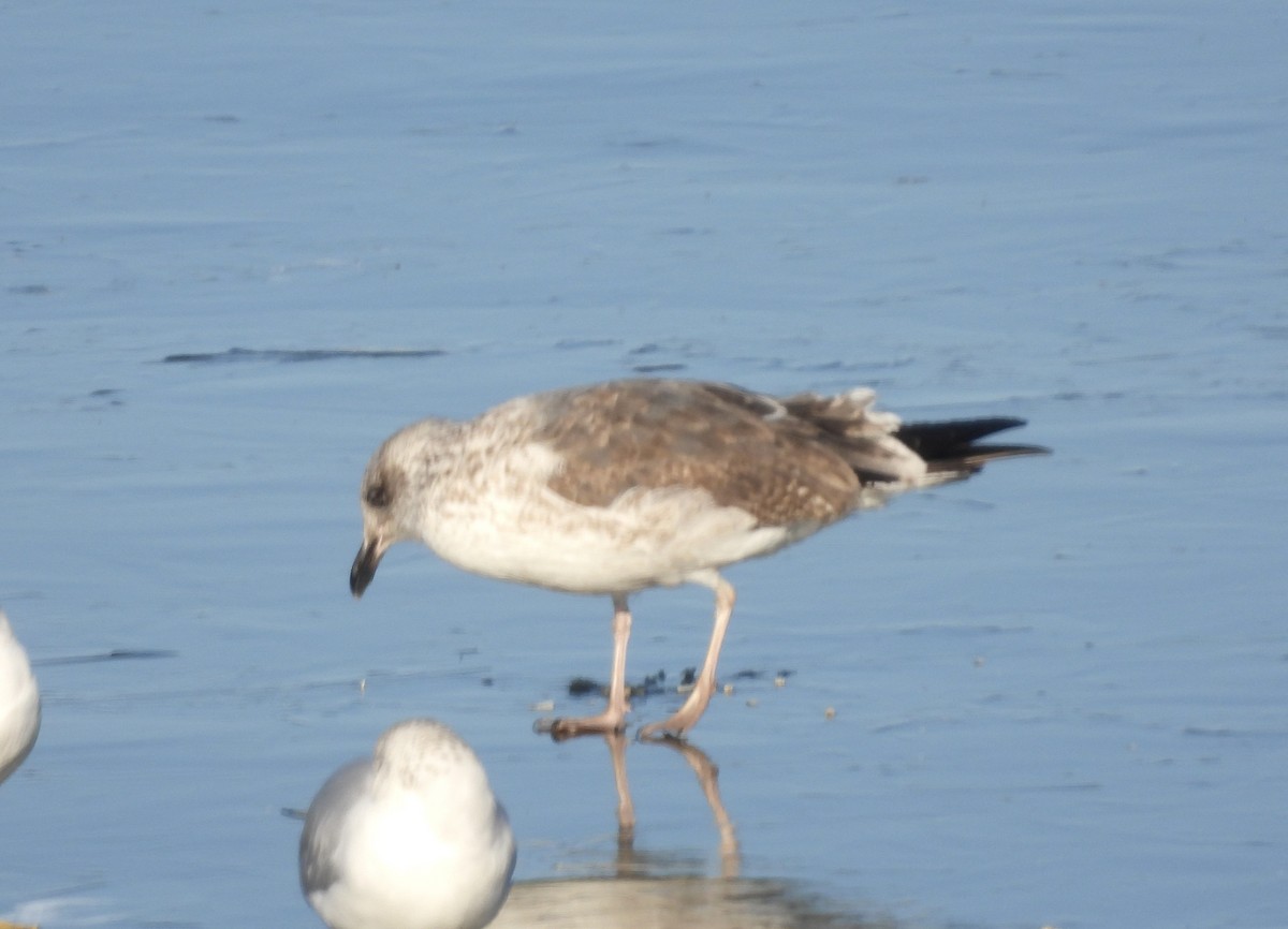 Lesser Black-backed Gull - ML647024302
