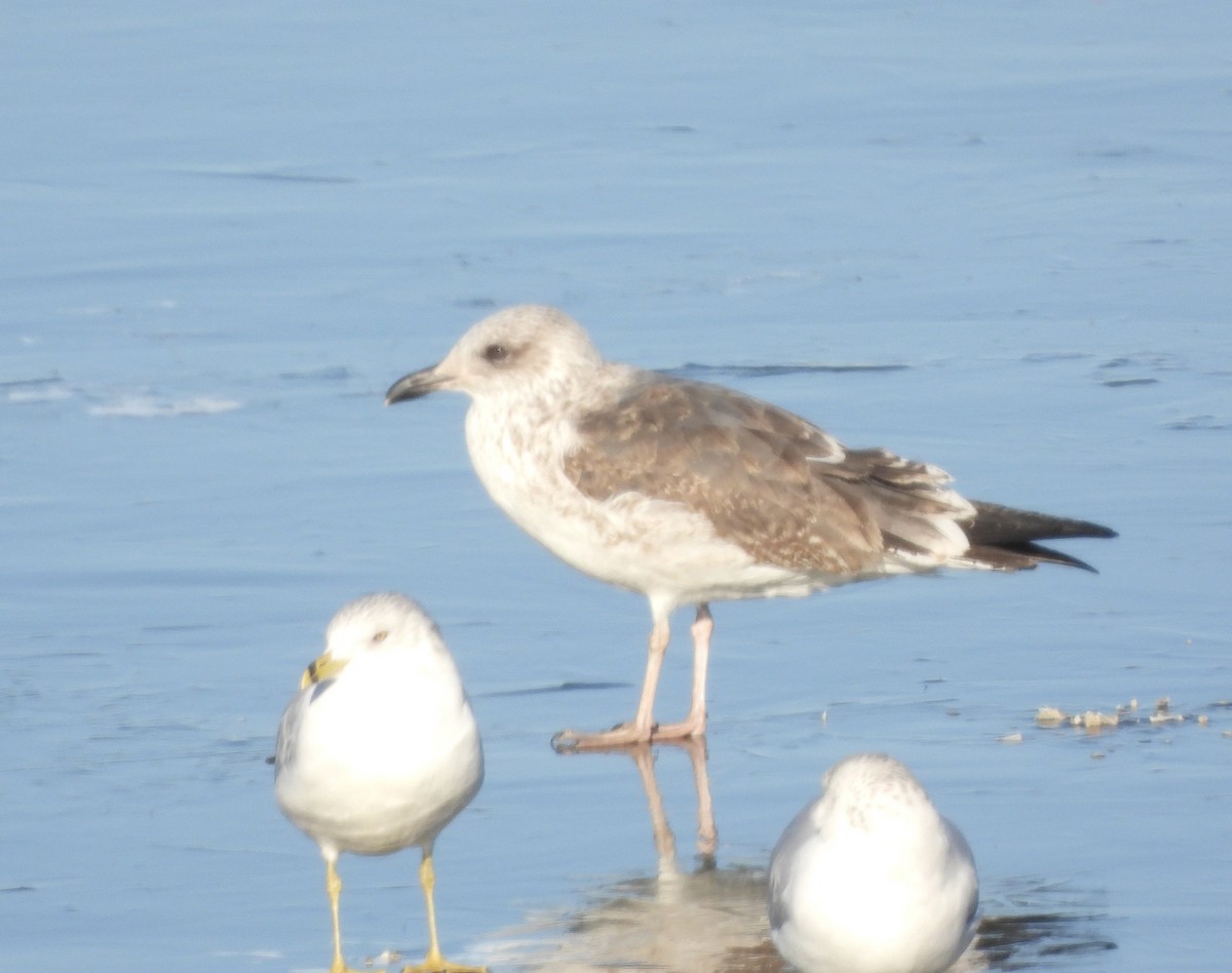 Lesser Black-backed Gull - ML647024303