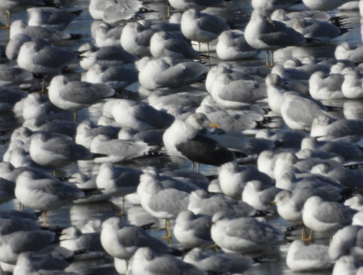 Lesser Black-backed Gull - ML647024304
