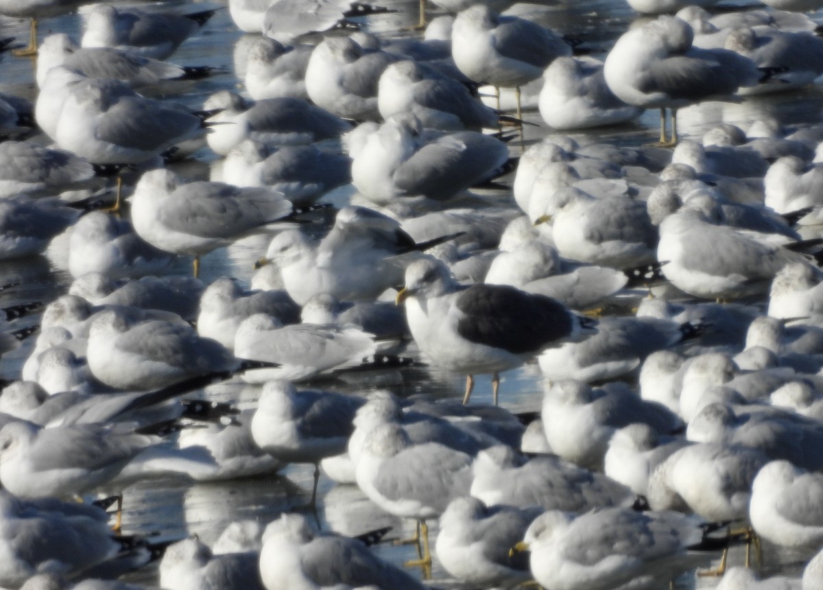 Lesser Black-backed Gull - ML647024305