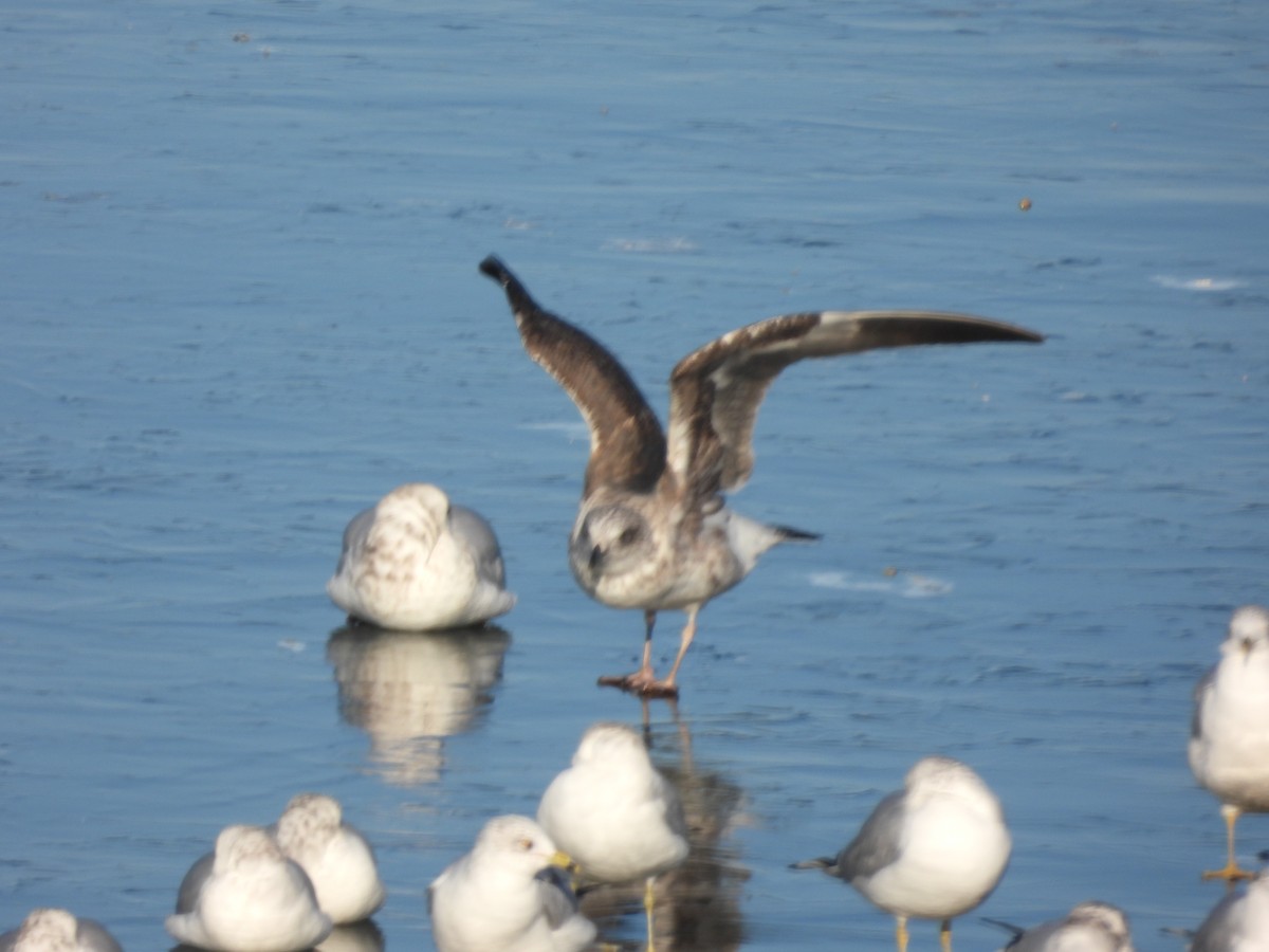 Lesser Black-backed Gull - ML647024306