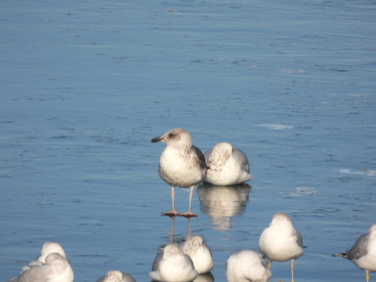 Lesser Black-backed Gull - ML647024307
