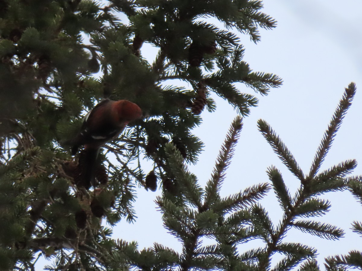 White-winged Crossbill - ML647024309