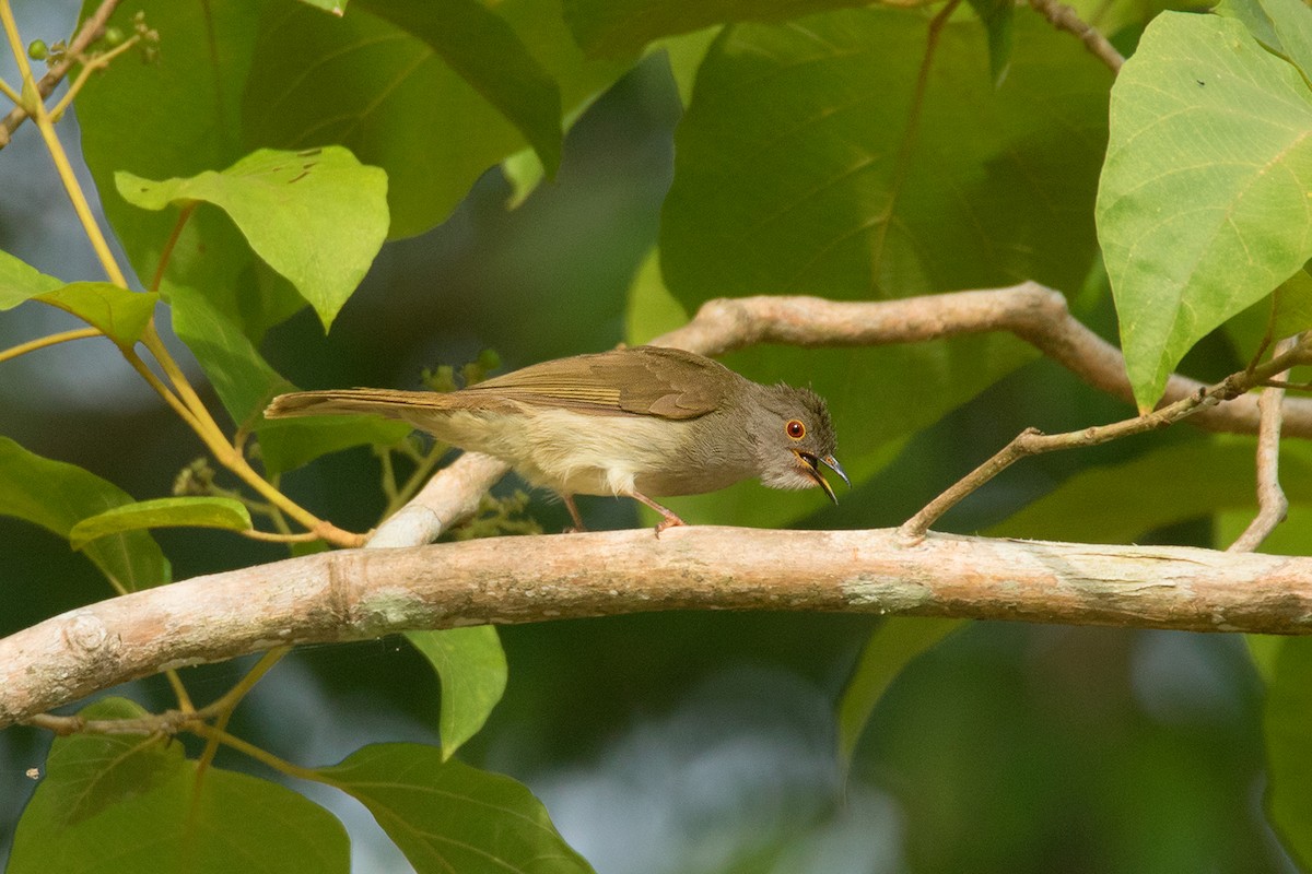 Bulbul oeil-de-feu - ML64702431